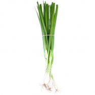 Jarní cibulka,svazek 1ks (cca 150g)